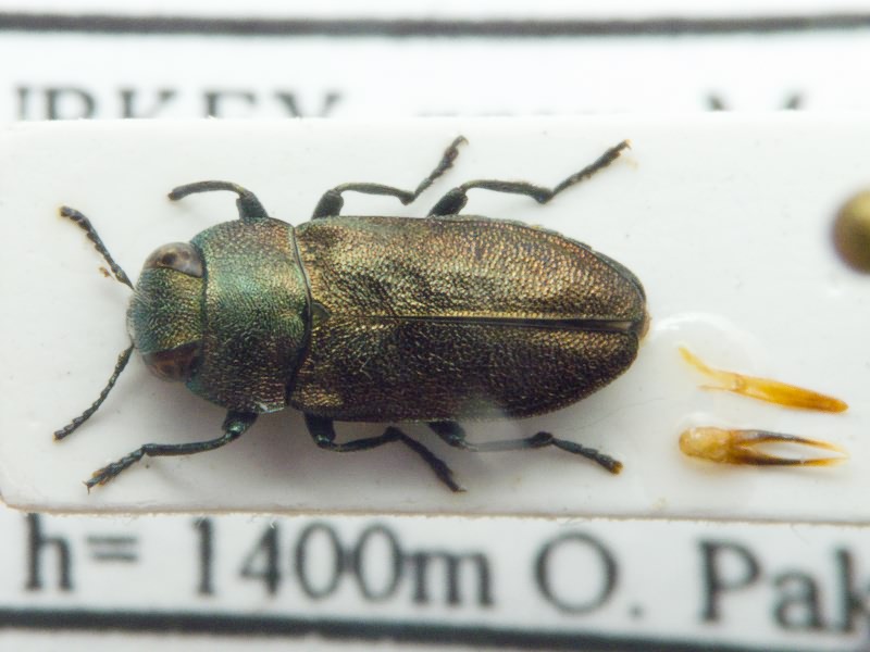 Buprestidae Leach, 1815